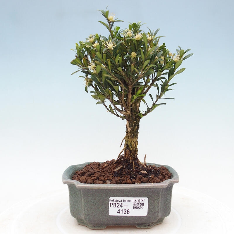 Pokój Bonsai - Buxus harlandii - Bukszpan korkowy