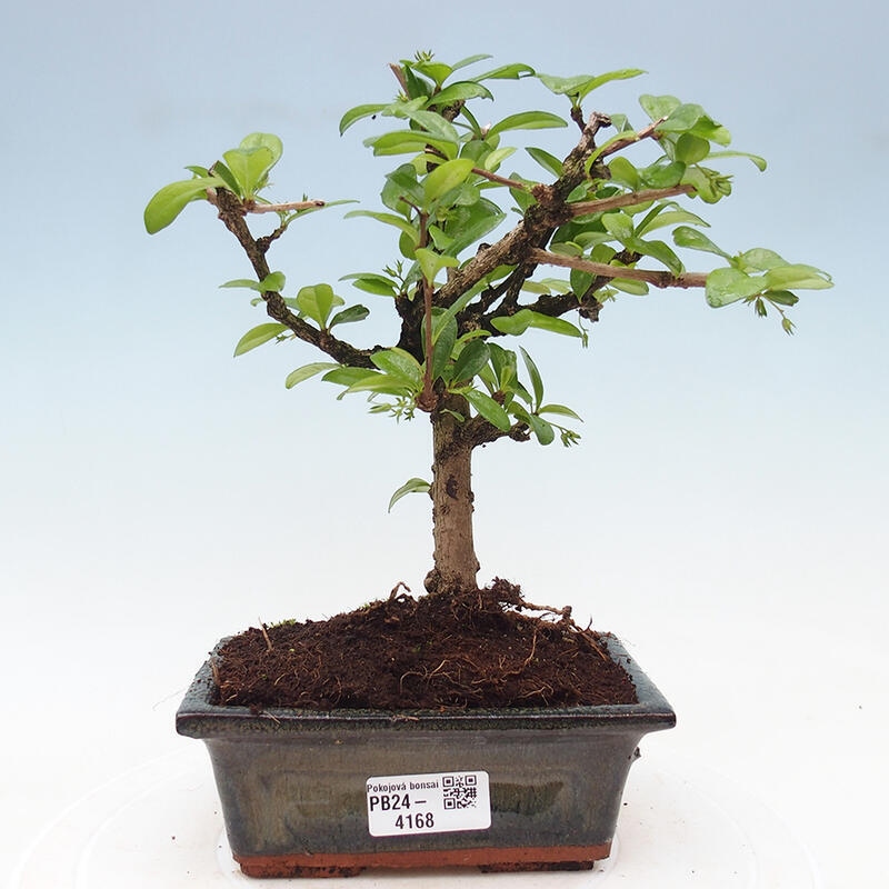 Bonsai wewnętrzne - Carmona makrophylla - Herbata Fuki