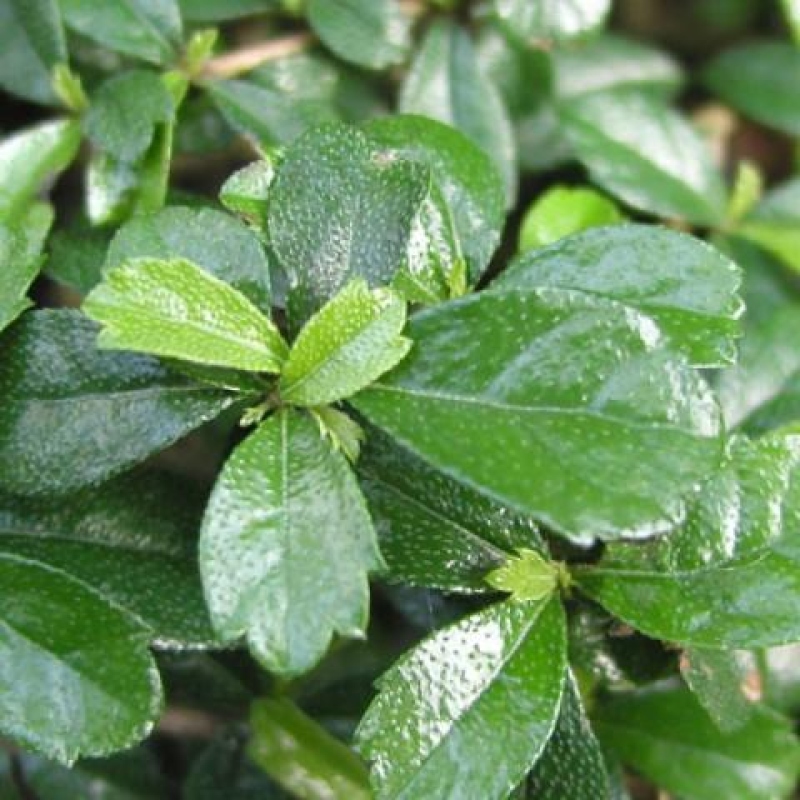 Pokój bonsai - Carmona macrophylla - Tea fuki