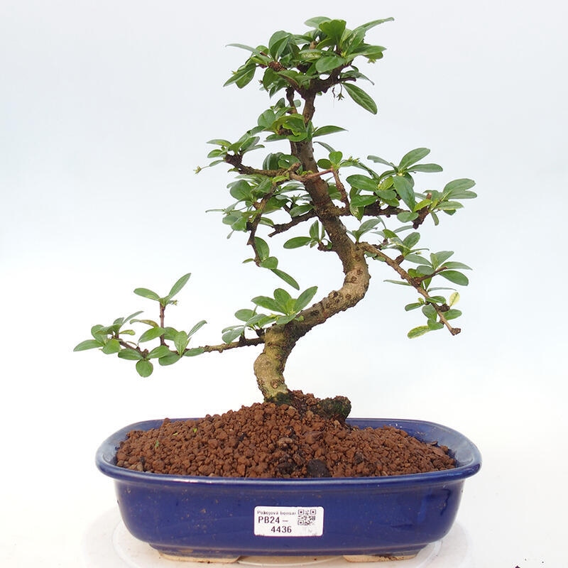 Bonsai wewnętrzne - Carmona makrophylla - Herbata Fuki