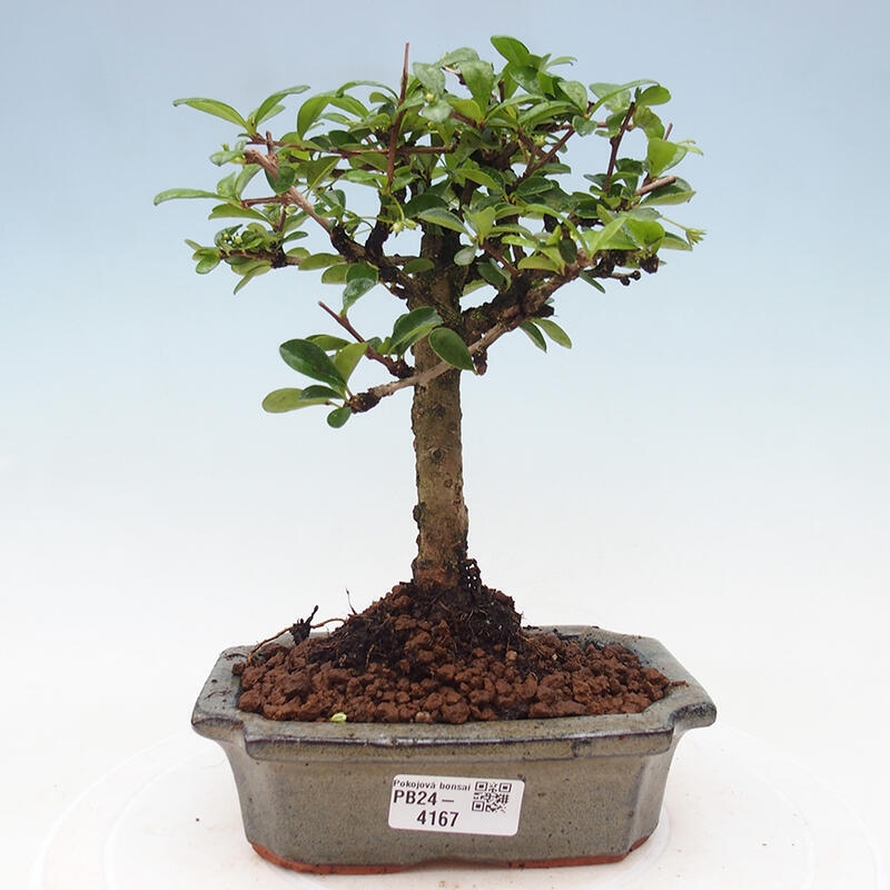 Bonsai wewnętrzne - Carmona makrophylla - Herbata Fuki