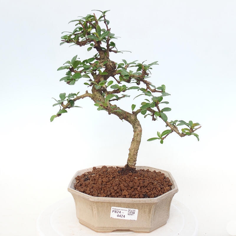 Pokój bonsai - Carmona macrophylla - Tea fuki