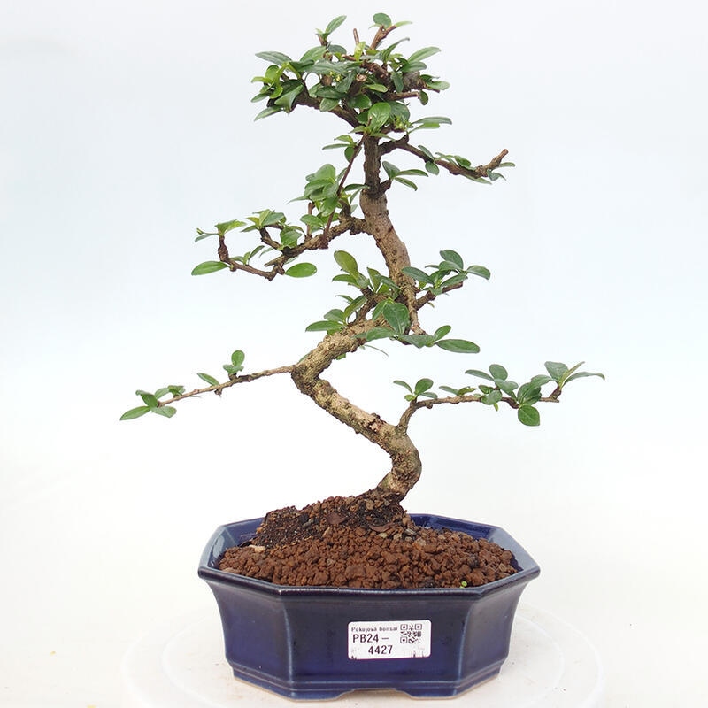 Pokój bonsai - Carmona macrophylla - Tea fuki