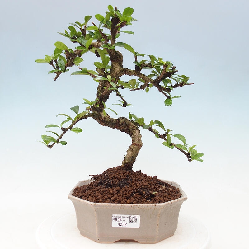 Pokój bonsai - Carmona macrophylla - Tea fuki