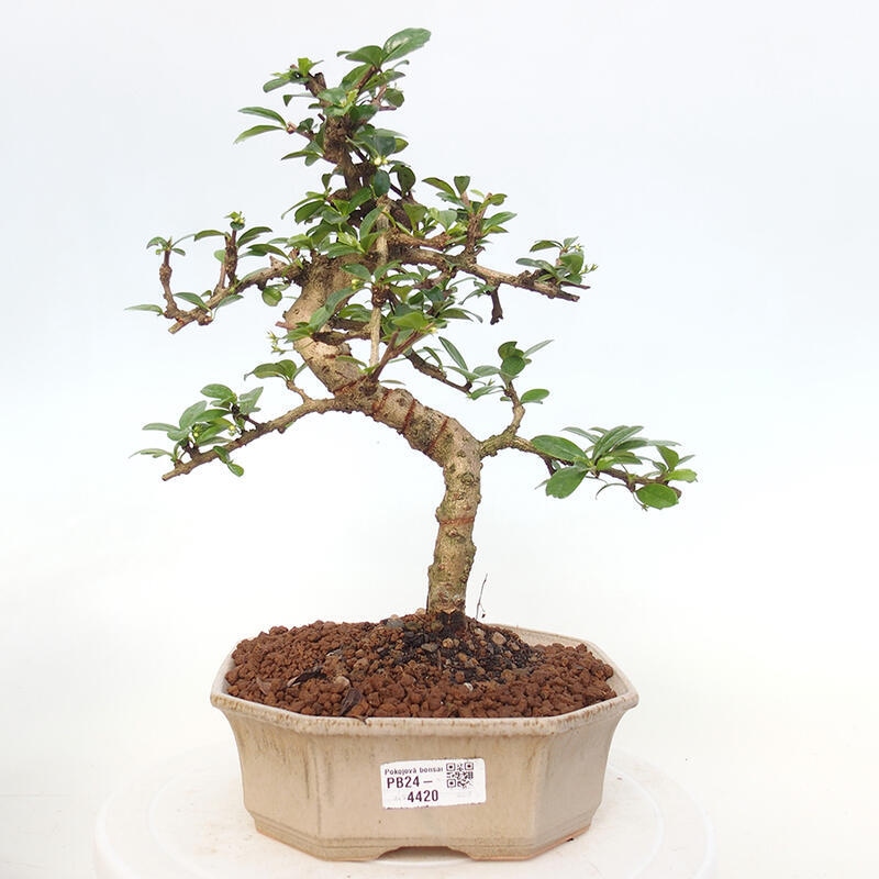 Pokój bonsai - Carmona macrophylla - Tea fuki