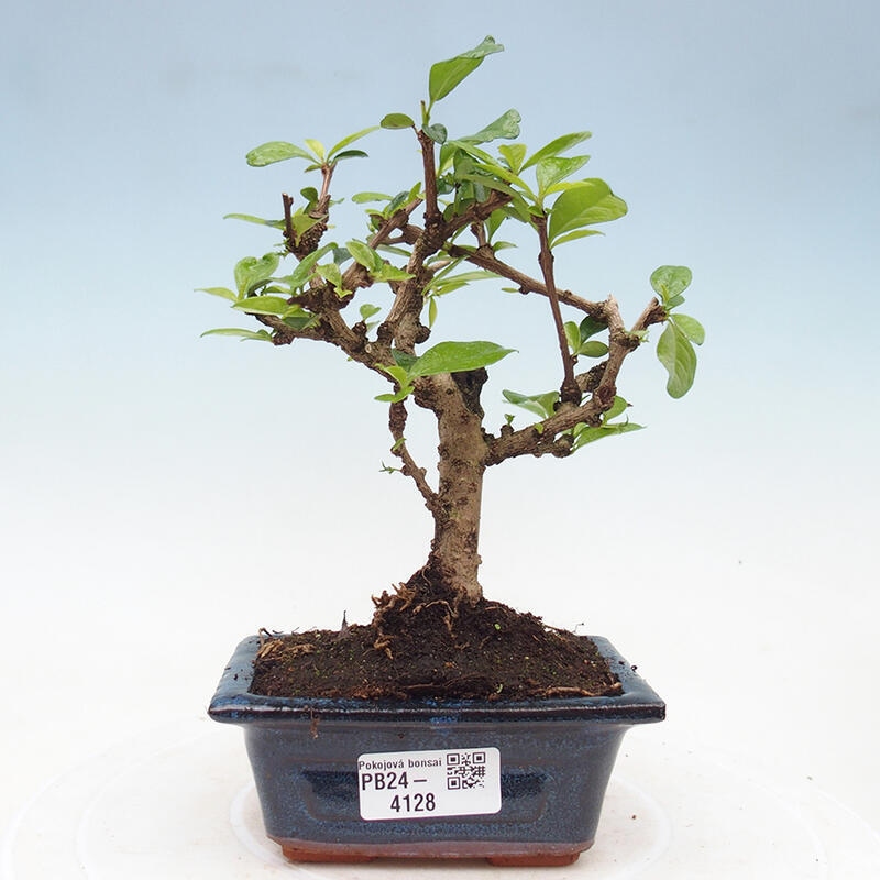 Bonsai wewnętrzne - Carmona makrophylla - Herbata Fuki