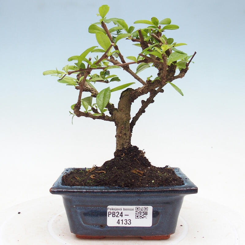 Bonsai wewnętrzne - Carmona makrophylla - Herbata Fuki