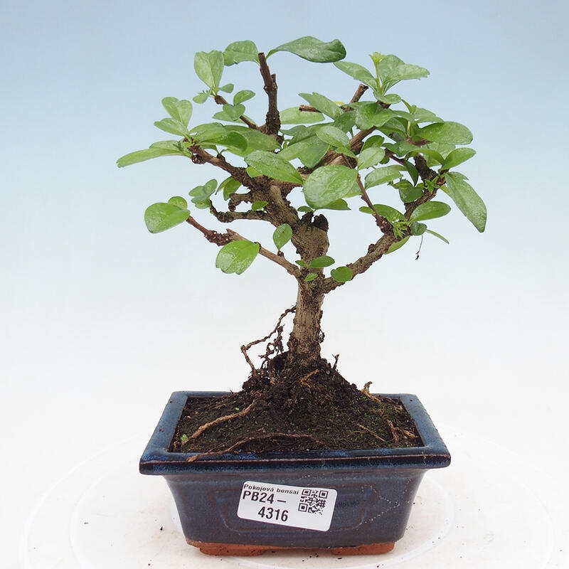 Bonsai wewnętrzne - Carmona makrophylla - Herbata Fuki