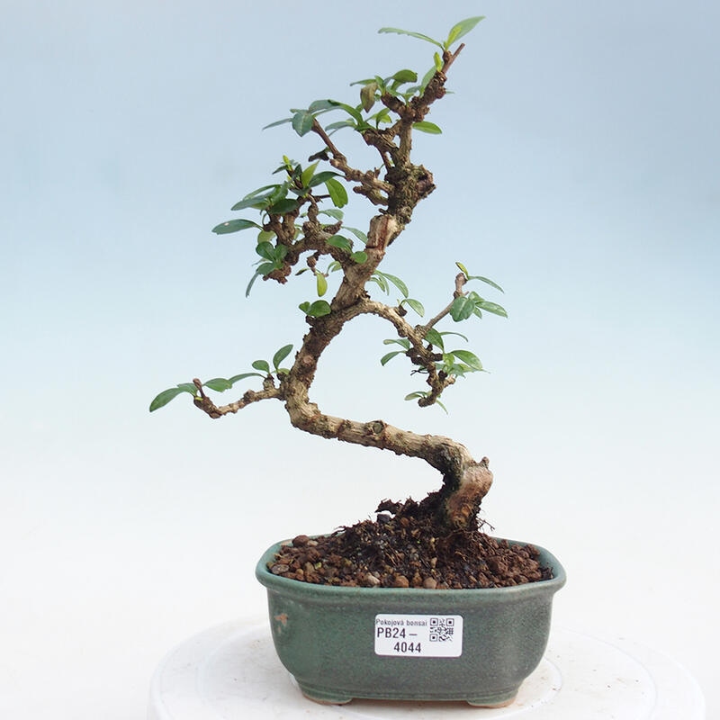 Bonsai wewnętrzne - Carmona makrophylla - Herbata Fuki