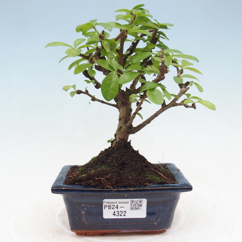 Bonsai wewnętrzne - Carmona makrophylla - Herbata Fuki