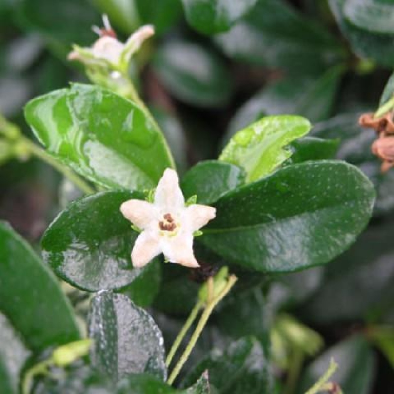 Pokój bonsai - Carmona macrophylla - Tea fuki