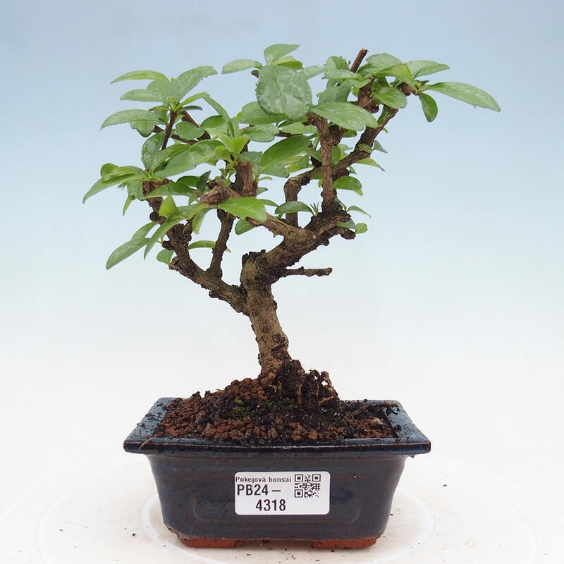 Bonsai wewnętrzne - Carmona makrophylla - Herbata Fuki