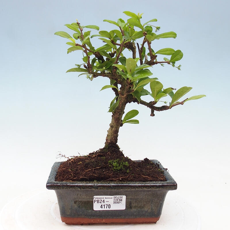 Bonsai wewnętrzne - Carmona makrophylla - Herbata Fuki