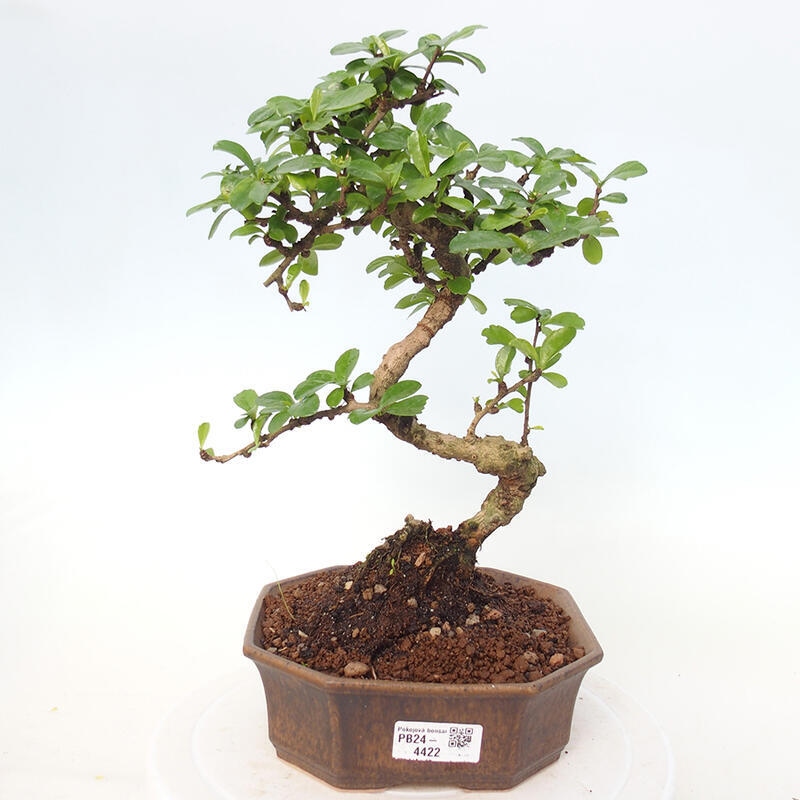 Pokój bonsai - Carmona macrophylla - Tea fuki