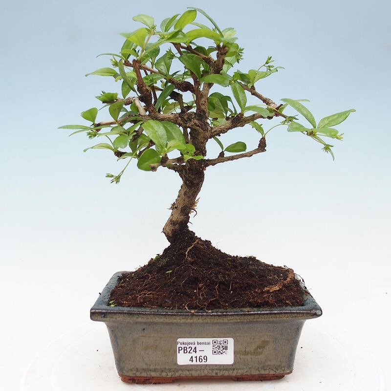 Bonsai wewnętrzne - Carmona makrophylla - Herbata Fuki