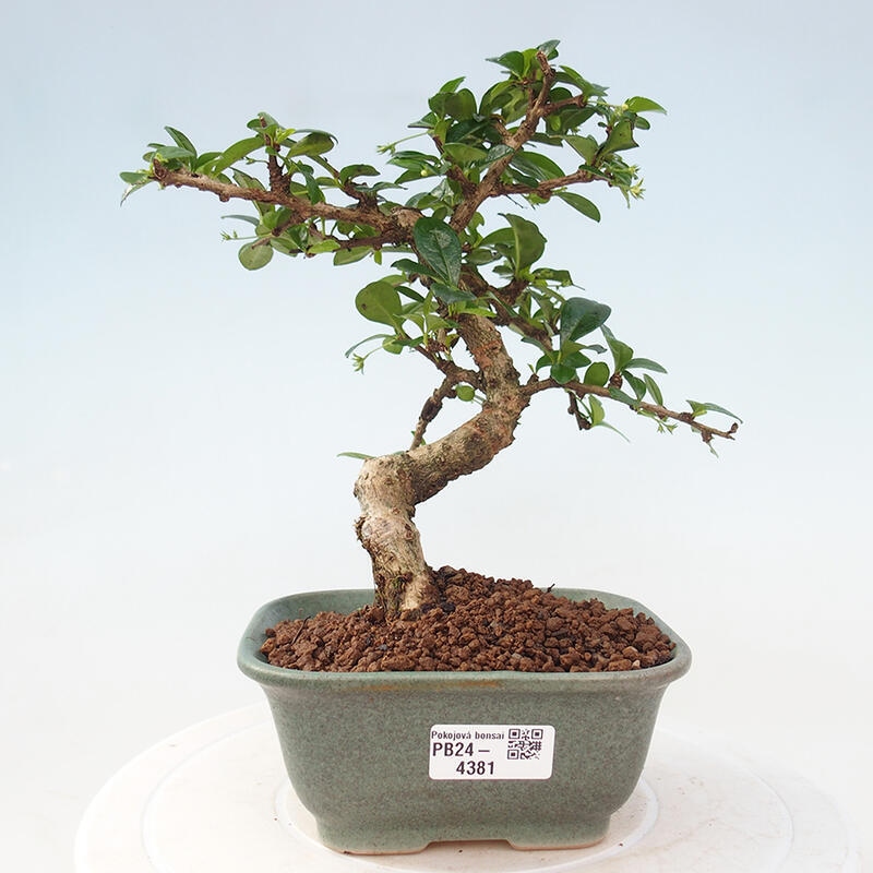 Bonsai wewnętrzne - Carmona makrophylla - Herbata Fuki