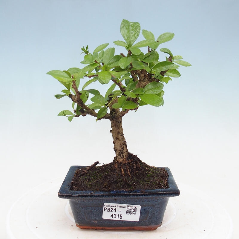 Bonsai wewnętrzne - Carmona makrophylla - Herbata Fuki