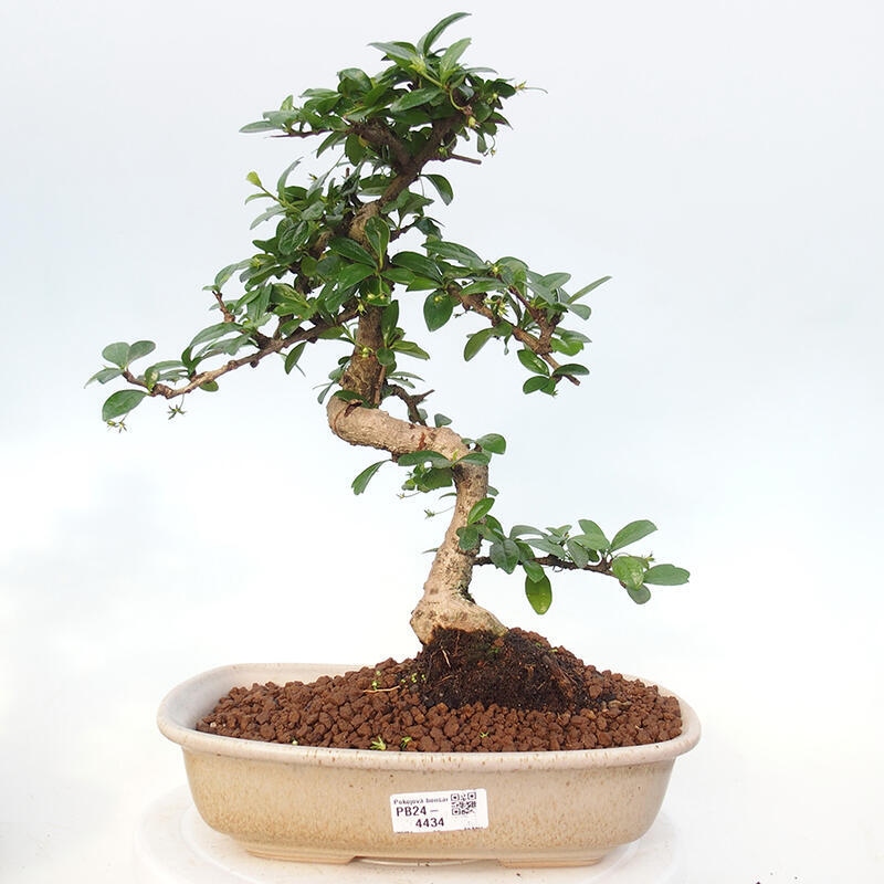 Bonsai wewnętrzne - Carmona makrophylla - Herbata Fuki