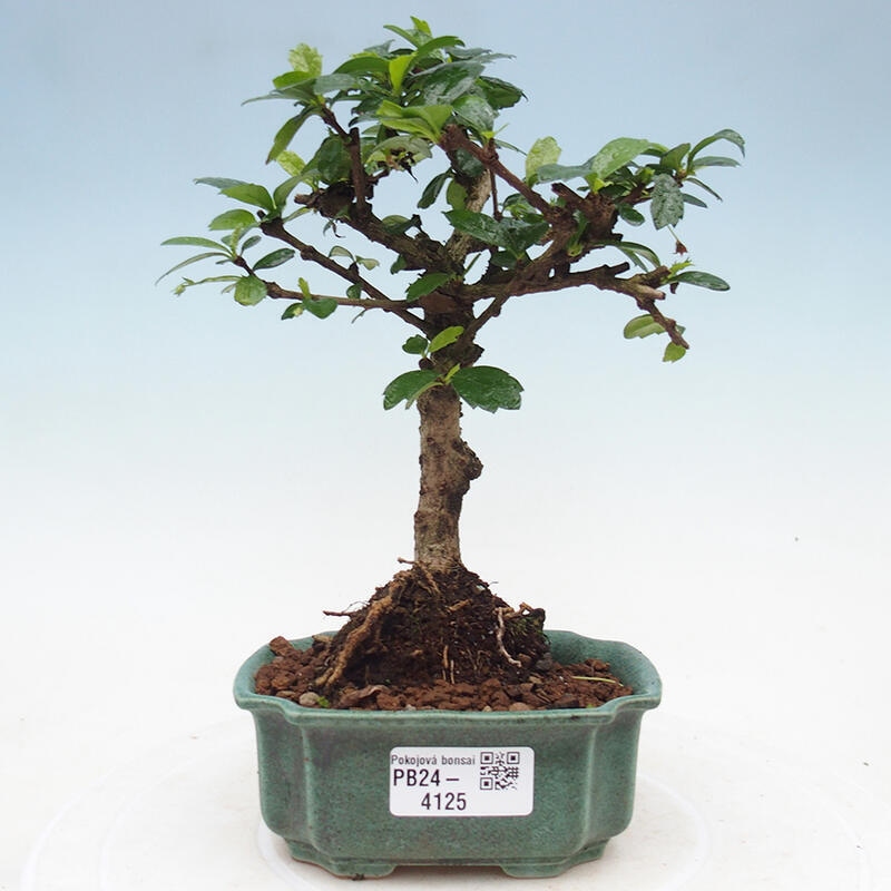 Bonsai wewnętrzne - Carmona makrophylla - Herbata Fuki