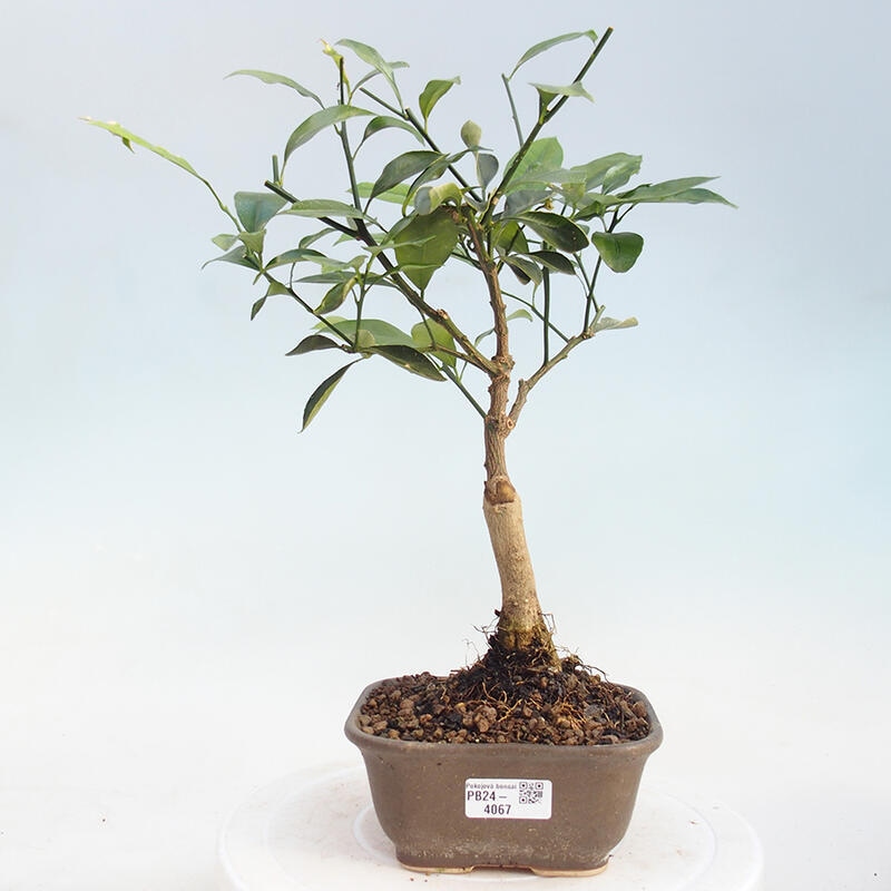 Kryte bonsai - Citrus kinzu - Cytrusy