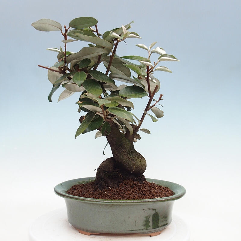 Kryty bonsai -Eleagnus - Hlošina