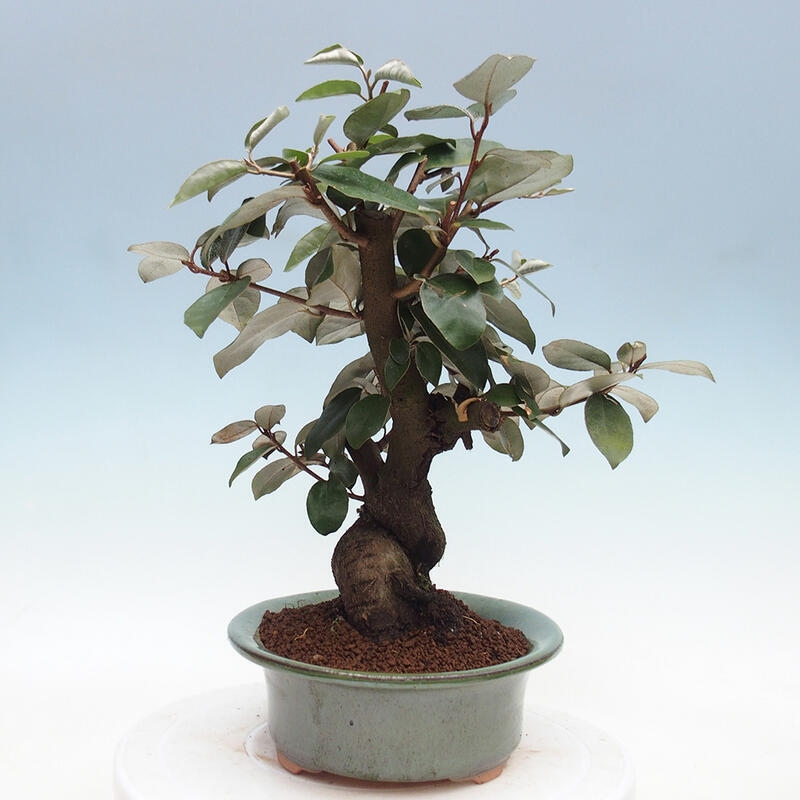 Kryty bonsai -Eleagnus - Hlošina