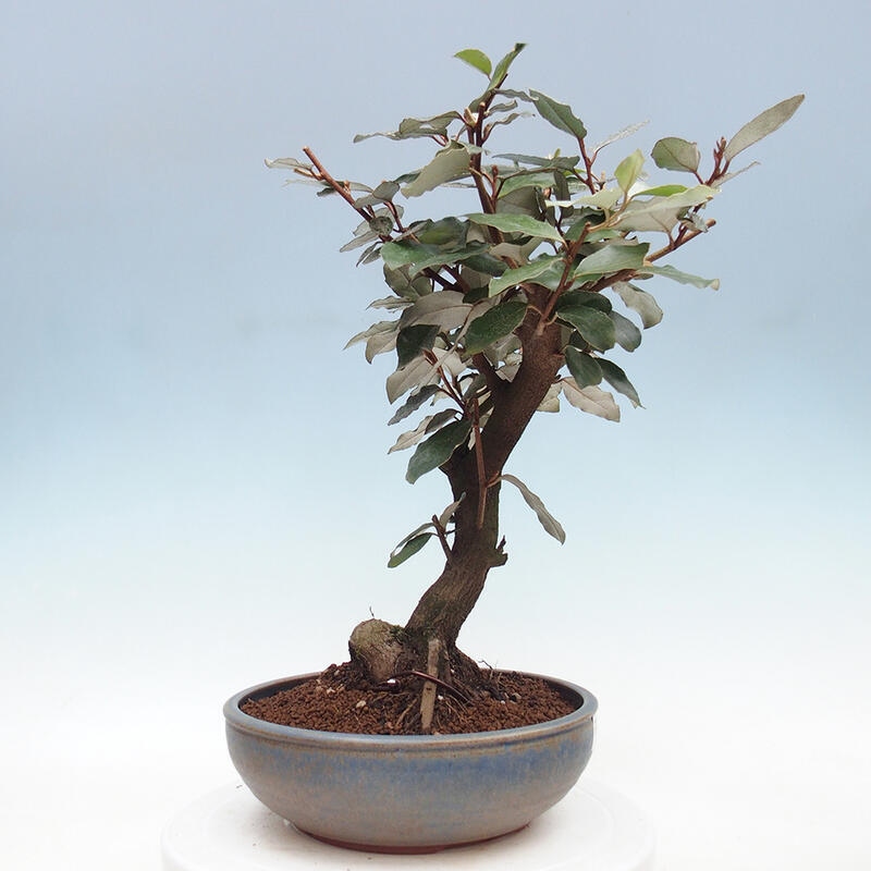 Kryty bonsai -Eleagnus - Hlošina