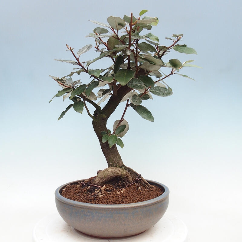 Kryty bonsai -Eleagnus - Hlošina