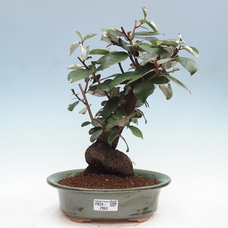 Kryty bonsai -Eleagnus - Hlošina