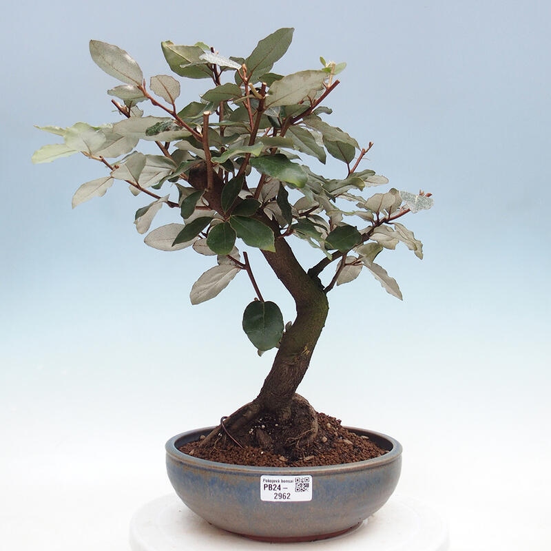 Kryty bonsai -Eleagnus - Hlošina