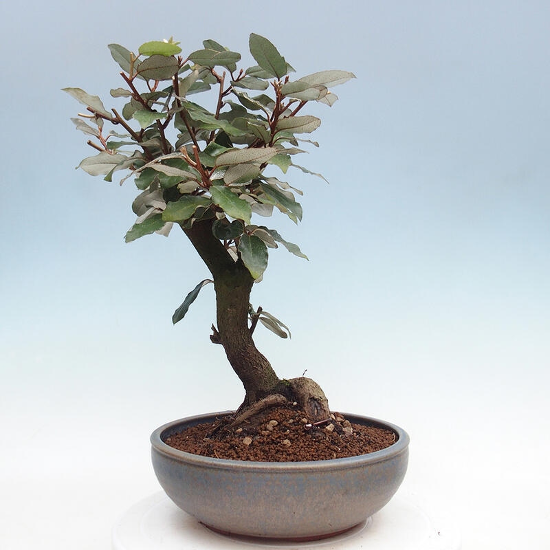 Kryty bonsai -Eleagnus - Hlošina