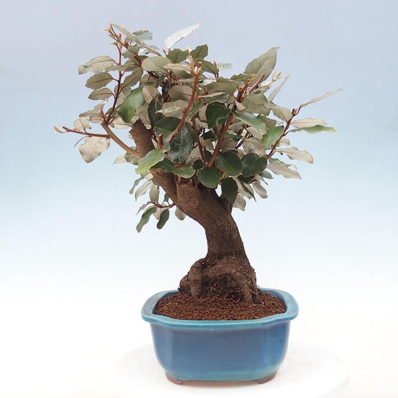 Kryty bonsai -Eleagnus - Hlošina