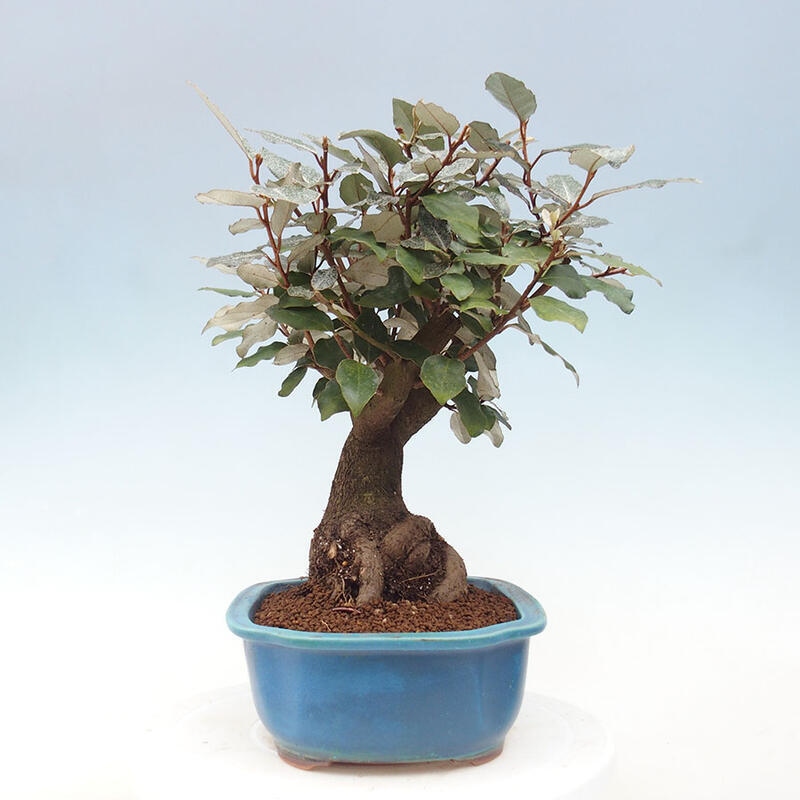 Kryty bonsai -Eleagnus - Hlošina