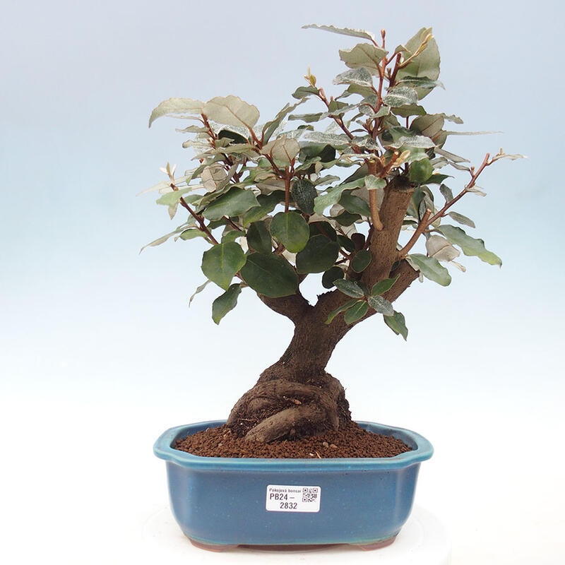 Kryty bonsai -Eleagnus - Hlošina