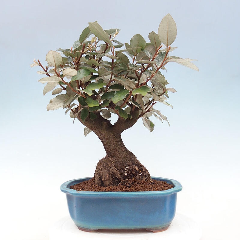 Kryty bonsai -Eleagnus - Hlošina