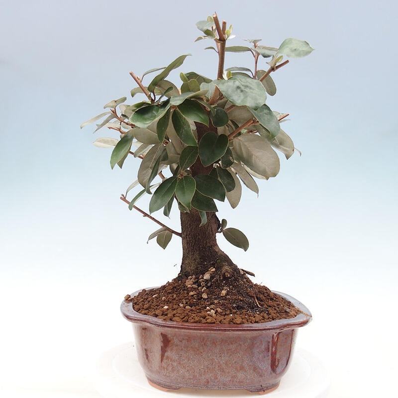 Kryty bonsai -Eleagnus - Hlošina