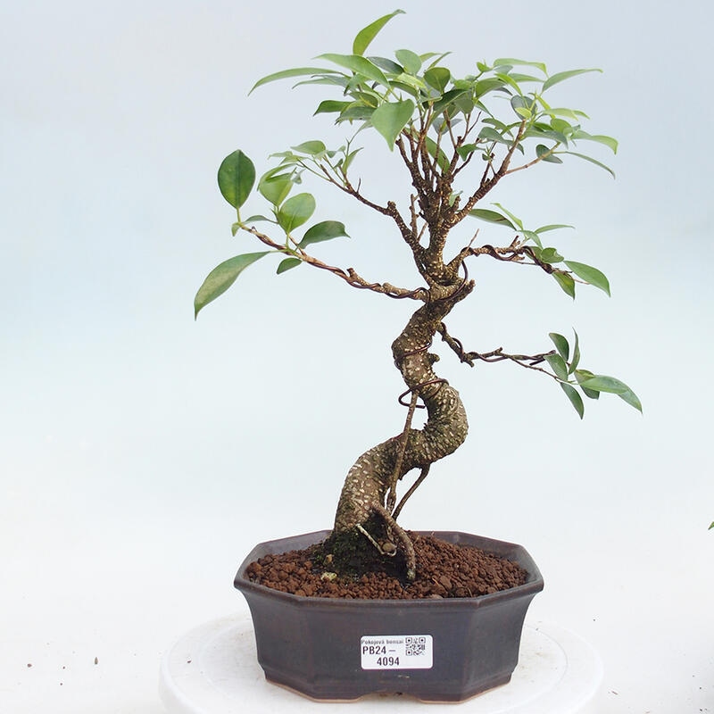 Kryty bonsai - Ficus kimmen - figowiec drobnolistny