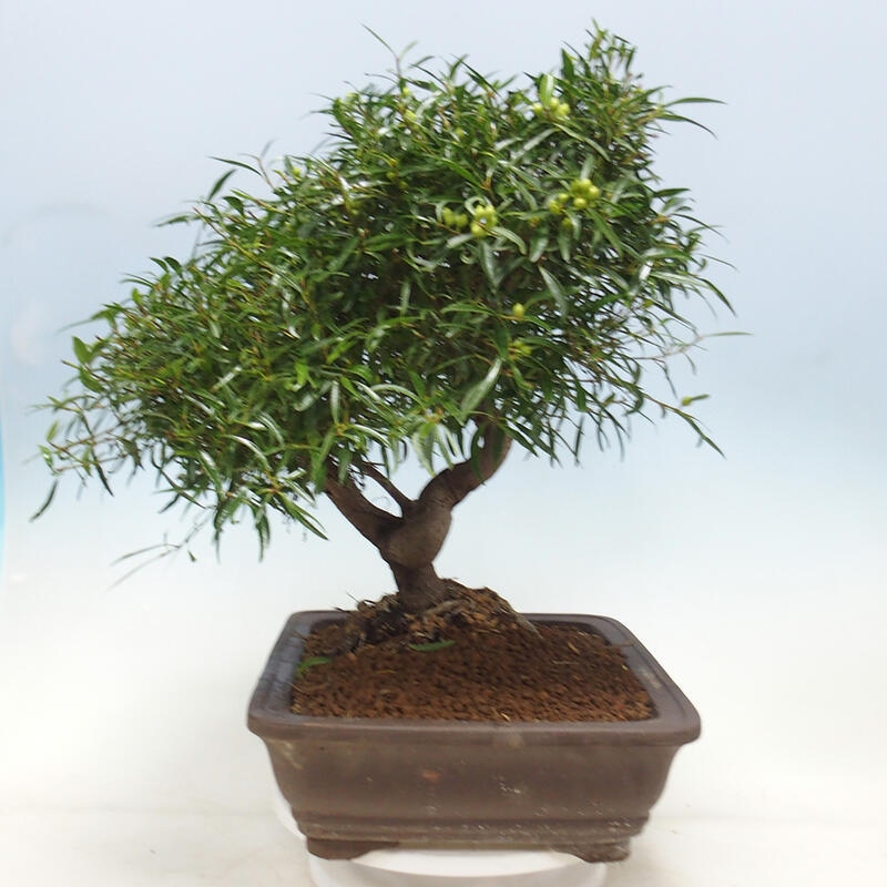 Bonsai wewnętrzne - Ficus nerifolia - figowiec drobnolistny