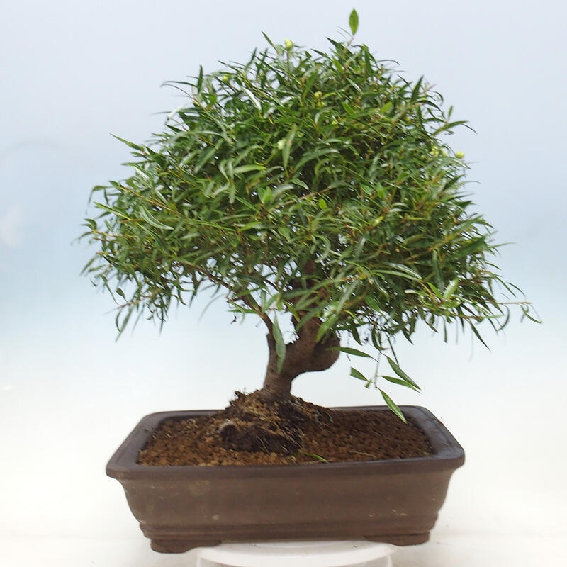 Bonsai wewnętrzne - Ficus nerifolia - figowiec drobnolistny