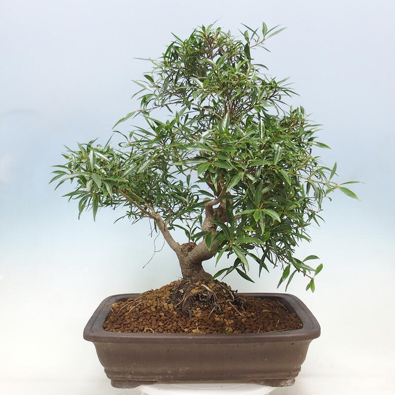 Bonsai wewnętrzne - Ficus nerifolia - figowiec drobnolistny