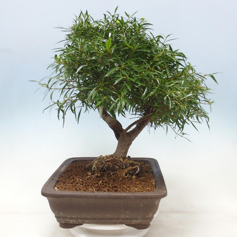 Bonsai wewnętrzne - Ficus nerifolia - figowiec drobnolistny