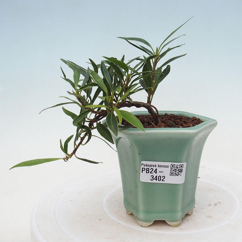 Bonsai wewnętrzne - Ficus nerifolia - figowiec drobnolistny