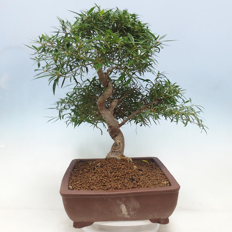 Bonsai wewnętrzne - Ficus nerifolia - figowiec drobnolistny