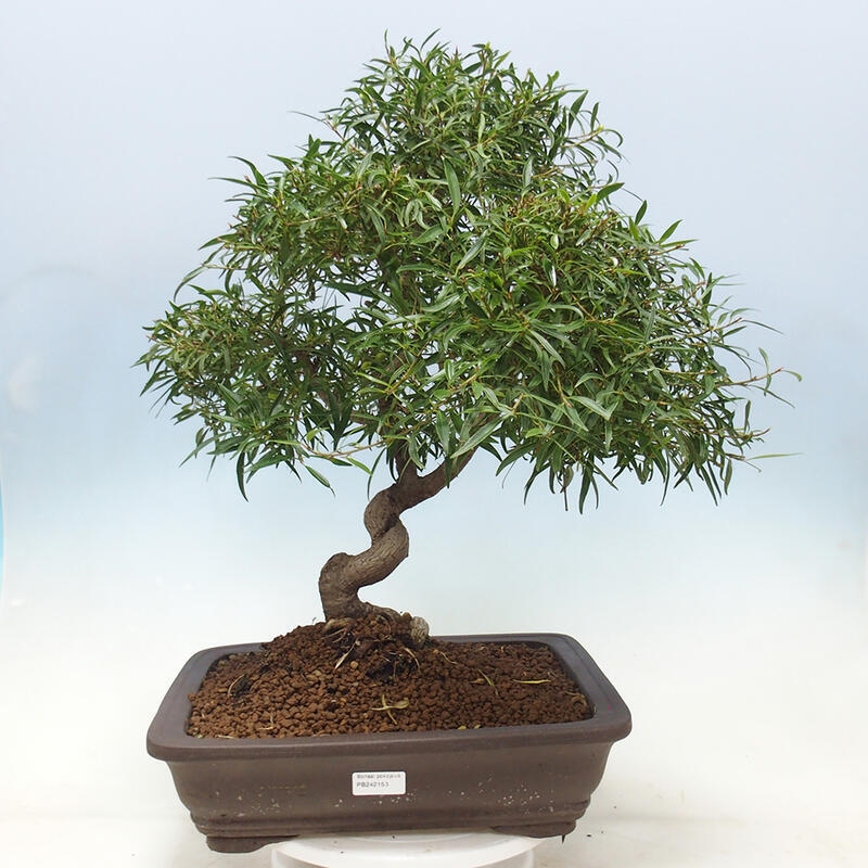 Bonsai wewnętrzne - Ficus nerifolia - figowiec drobnolistny