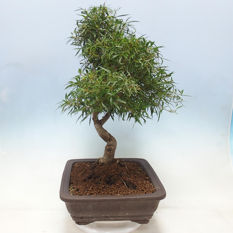 Bonsai wewnętrzne - Ficus nerifolia - figowiec drobnolistny