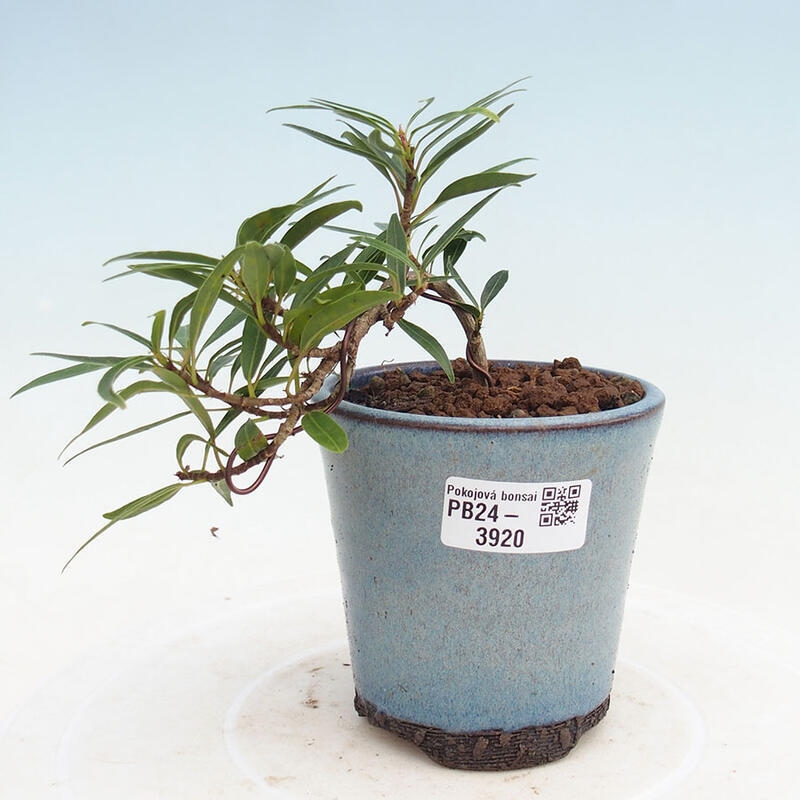 Bonsai wewnętrzne - Ficus nerifolia - figowiec drobnolistny