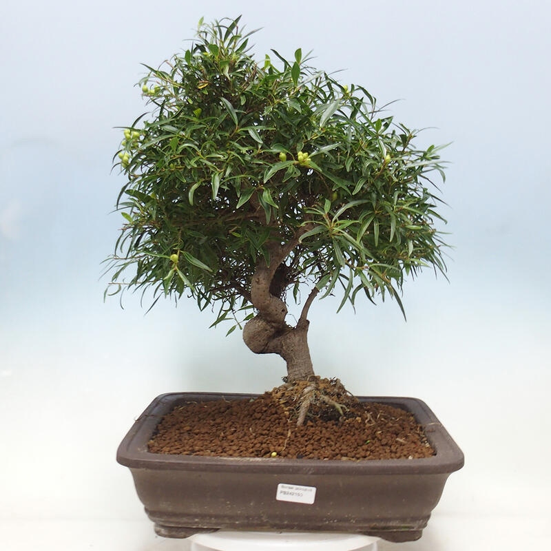 Bonsai wewnętrzne - Ficus nerifolia - figowiec drobnolistny