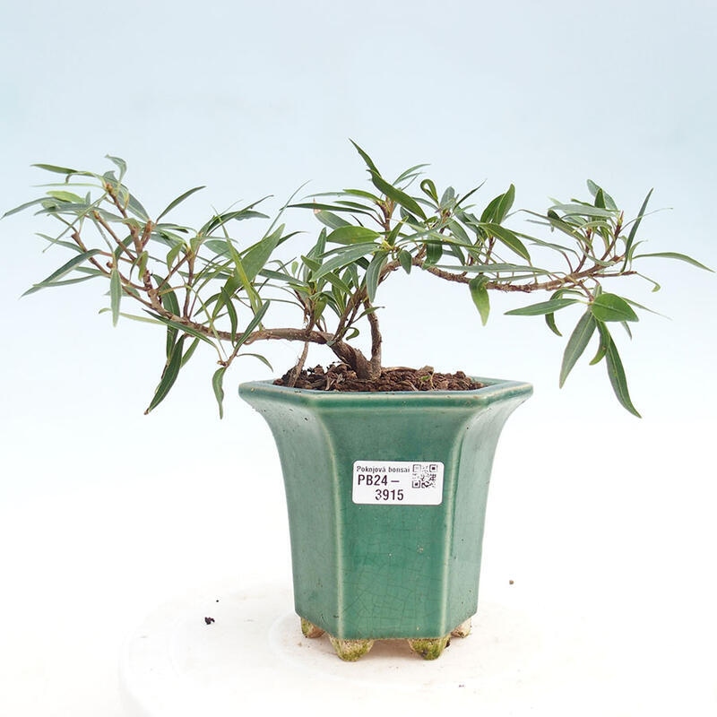 Bonsai wewnętrzne - Ficus nerifolia - figowiec drobnolistny