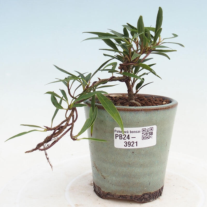 Bonsai wewnętrzne - Ficus nerifolia - figowiec drobnolistny