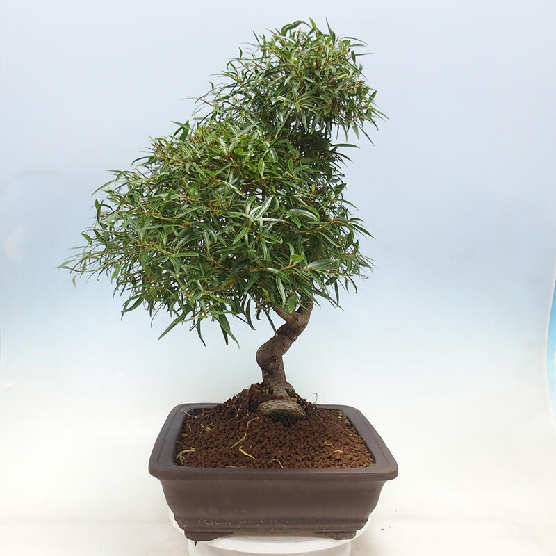 Bonsai wewnętrzne - Ficus nerifolia - figowiec drobnolistny